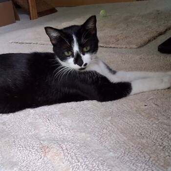 Rescue Domestic Short Hair Cats for Adoption in Grand Rapids, Minnesota - Violet | PetCurious