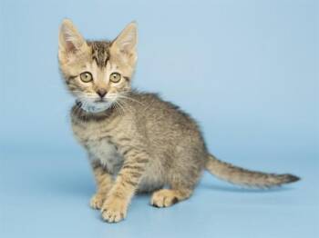 Domestic Medium Hair Cats Available for Adoption in Phoenix, Arizona - MIA | PetCurious