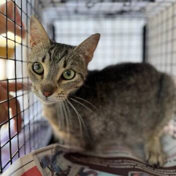 Cleopatra -  Domestic Short Hair Cat for Adoption in Philadelphia, Pennsylvania - Cleopatra | PetCurious