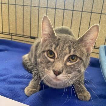 Domestic Short Hair Cats Available for Adoption in Riverwoods, Illinois - Whiskerella | PetCurious
