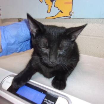 Athos -  Domestic Short Hair Cat for Adoption in Milton, Florida - Athos | PetCurious