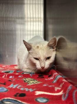 Little Tink -  Domestic Short Hair Cat for Adoption in Gautier, Mississippi - Little Tink | PetCurious