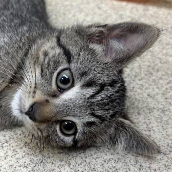 Bentley -  Domestic Short Hair Cat for Adoption in Naperville, Illinois - Bentley | PetCurious