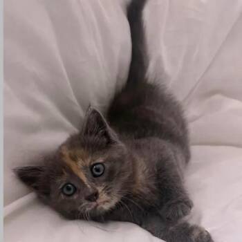 Domestic Short Hair Cats Available for Adoption in Mount Pleasant, South Carolina - Mandarine | PetCurious