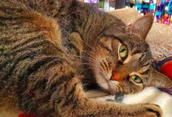 Domestic Short Hair Cats Available for Adoption in Georgina, Ontario - Willow | PetCurious