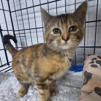 Rescue Domestic Short Hair Cats for Adoption in Union City, Pennsylvania - Beamer | PetCurious