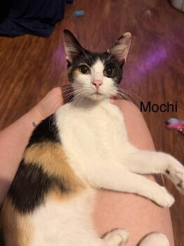 Mochie -  Domestic Short Hair Cat for Adoption in Bolivar, Missouri - Mochie | PetCurious