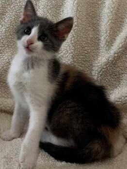 Domestic Short Hair Cats Available for Adoption in Nashville, Tennessee - Pop Corn | PetCurious