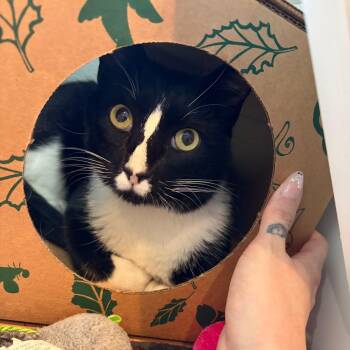 Wolfie -  Domestic Short Hair Cat for Adoption in Saint Charles, Missouri - Wolfie | PetCurious