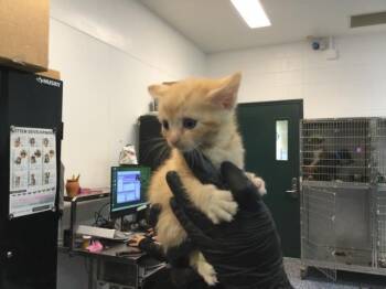 A1916040 -  Domestic Short Hair Cat for Adoption in Thousand Palms, California - A1916040 | PetCurious