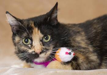 Domestic Short Hair Cats Available for Adoption - Celine | PetCurious