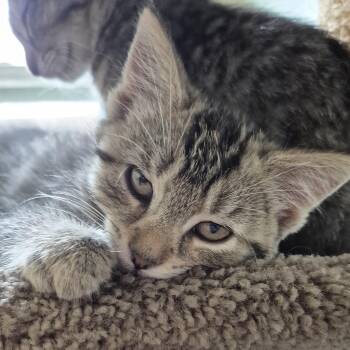 Domestic Short Hair Cats Available for Adoption in Tioga, Pennsylvania - Cattie Pillar | PetCurious