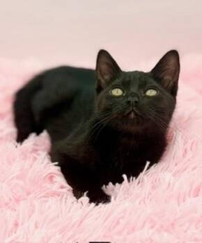 Popsicle -  Domestic Short Hair Cat for Adoption in Covington, Louisiana - Popsicle | PetCurious