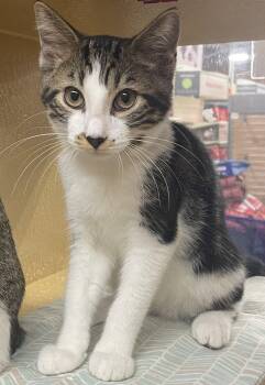 Basil -  Tabby and Domestic Short Hair Cat for Adoption in Oxford, Mississippi - Basil | PetCurious
