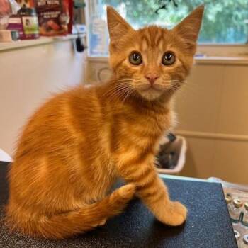 Domestic Short Hair Cats Available for Adoption in Lake Panasoffkee, Florida - Morpheus | PetCurious