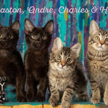 Rescue Domestic Short Hair Cats for Adoption in Springfield, Missouri - Andre | PetCurious