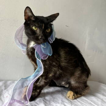 Rescue Domestic Short Hair Cats for Adoption in Margate, Florida - LARISSA | PetCurious