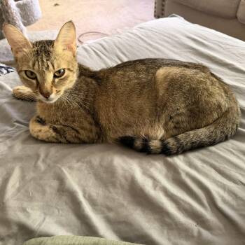 Sierra -  Tiger Cat for Adoption in Honeoye, New York - Sierra | PetCurious