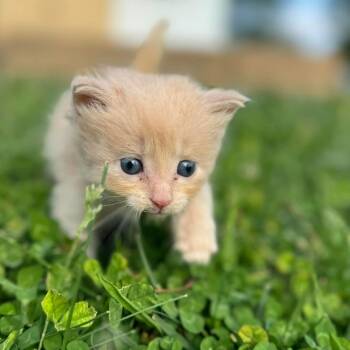 Domestic Long Hair Cats Available for Adoption in Jasper, Indiana - Princess Peach | PetCurious