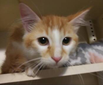 Croakie -  Domestic Short Hair Cat for Adoption in PORT WENTWRTH, Georgia - Croakie | PetCurious