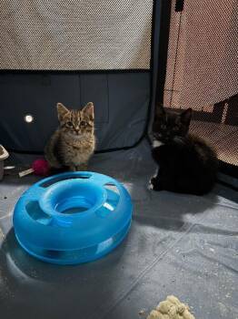 Tux -  Domestic Short Hair Cat for Adoption in Grand Rapids, Michigan - Tux | PetCurious