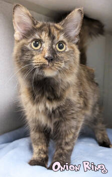 Rescue Domestic Medium Hair and Domestic Short Hair Cats for Adoption in Mason, Michigan - Onion Ring | PetCurious