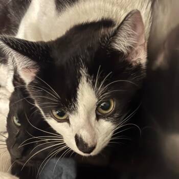 Admiral Achbar -  Domestic Short Hair Cat for Adoption in Charleston, West Virginia - Admiral Achbar | PetCurious