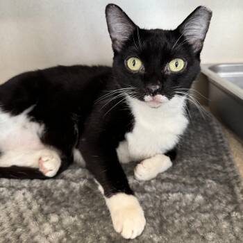 Domestic Short Hair Cats Available for Adoption in Eatontown, New Jersey - Betty | PetCurious