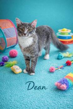 Domestic Short Hair Cats Available for Adoption - Dean | PetCurious