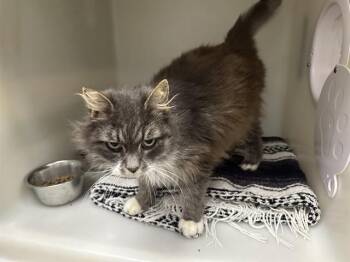 Domestic Long Hair Cats Available for Adoption - JEWEL | PetCurious