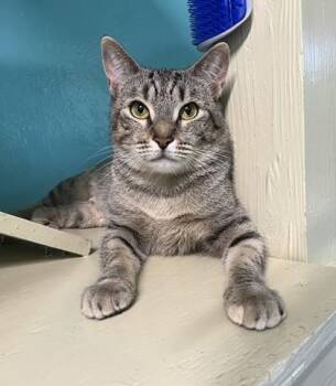 Rescue Domestic Short Hair Cats for Adoption in Key West, Florida - Stormy | PetCurious