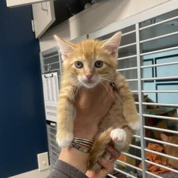 Domestic Short Hair Cats Available for Adoption in Hailey, Idaho - Butters | PetCurious