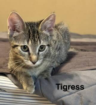 Tigress -  Tabby Cat for Adoption in Plumerville, Arkansas - Tigress | PetCurious