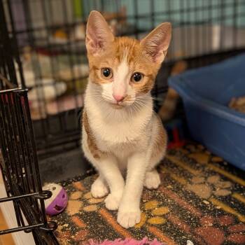 Rescue Domestic Short Hair Cats for Adoption - Sienna | PetCurious