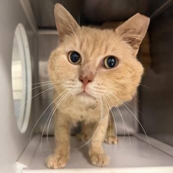 Donald -  Domestic Short Hair Cat for Adoption in Philadelphia, Pennsylvania - Donald | PetCurious