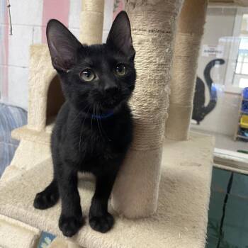 Mike -  Domestic Short Hair Cat for Adoption in Laredo, Texas - Mike | PetCurious