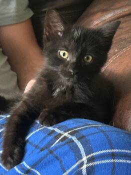 Jasper -  Domestic Short Hair Cat for Adoption in Dayton, Minnesota - Jasper | PetCurious