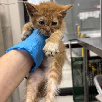 Domestic Short Hair Cats Available for Adoption in Columbiana, Alabama - Michelin | PetCurious