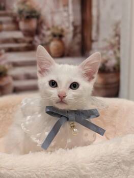 Butter Cup -  Domestic Short Hair Cat for Adoption in Fremont, California - Butter Cup | PetCurious
