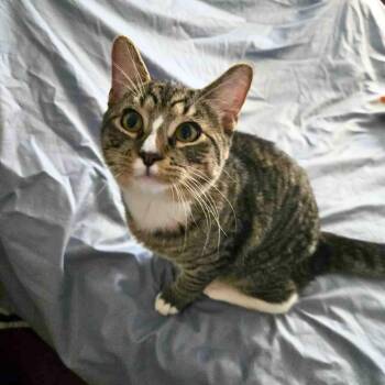 Rescue Domestic Short Hair Cats for Adoption - Stephan & Madeline - Bonded Pair (Adult-Only, Experienced Adopte | PetCurious