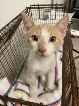 Rescue Domestic Short Hair Cats for Adoption in Hayward, California - JAMES | PetCurious
