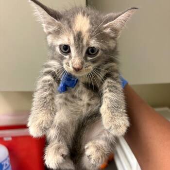 Mo -  Domestic Short Hair Cat for Adoption in Columbus, Georgia - Mo | PetCurious