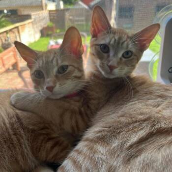 Michelle -  Domestic Short Hair Cat for Adoption in St. Louis, Missouri - Michelle | PetCurious