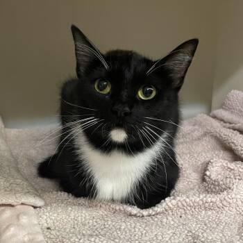 Mother Hen -  Domestic Short Hair Cat for Adoption in Madison, Wisconsin - Mother Hen | PetCurious