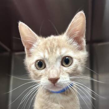 Hobbs -  Domestic Short Hair Cat for Adoption in Lakeland, Florida - Hobbs | PetCurious
