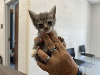 CODA -  Domestic Short Hair Cat for Adoption in Ocala, Florida - CODA | PetCurious