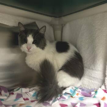 Nora -  Domestic Short Hair Cat for Adoption in Pasadena, California - Nora | PetCurious