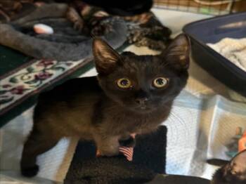 MR.BEANS -  Domestic Short Hair Cat for Adoption in Woodland, California - MR.BEANS | PetCurious