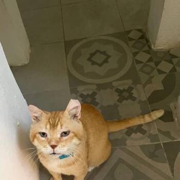 Chunky aka Sunshine -  American Shorthair Cat for Adoption in San Juan, San Juan - Chunky Aka Sunshine | PetCurious