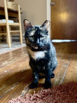 Domestic Short Hair Cats Available for Adoption - Peyton Peach | PetCurious